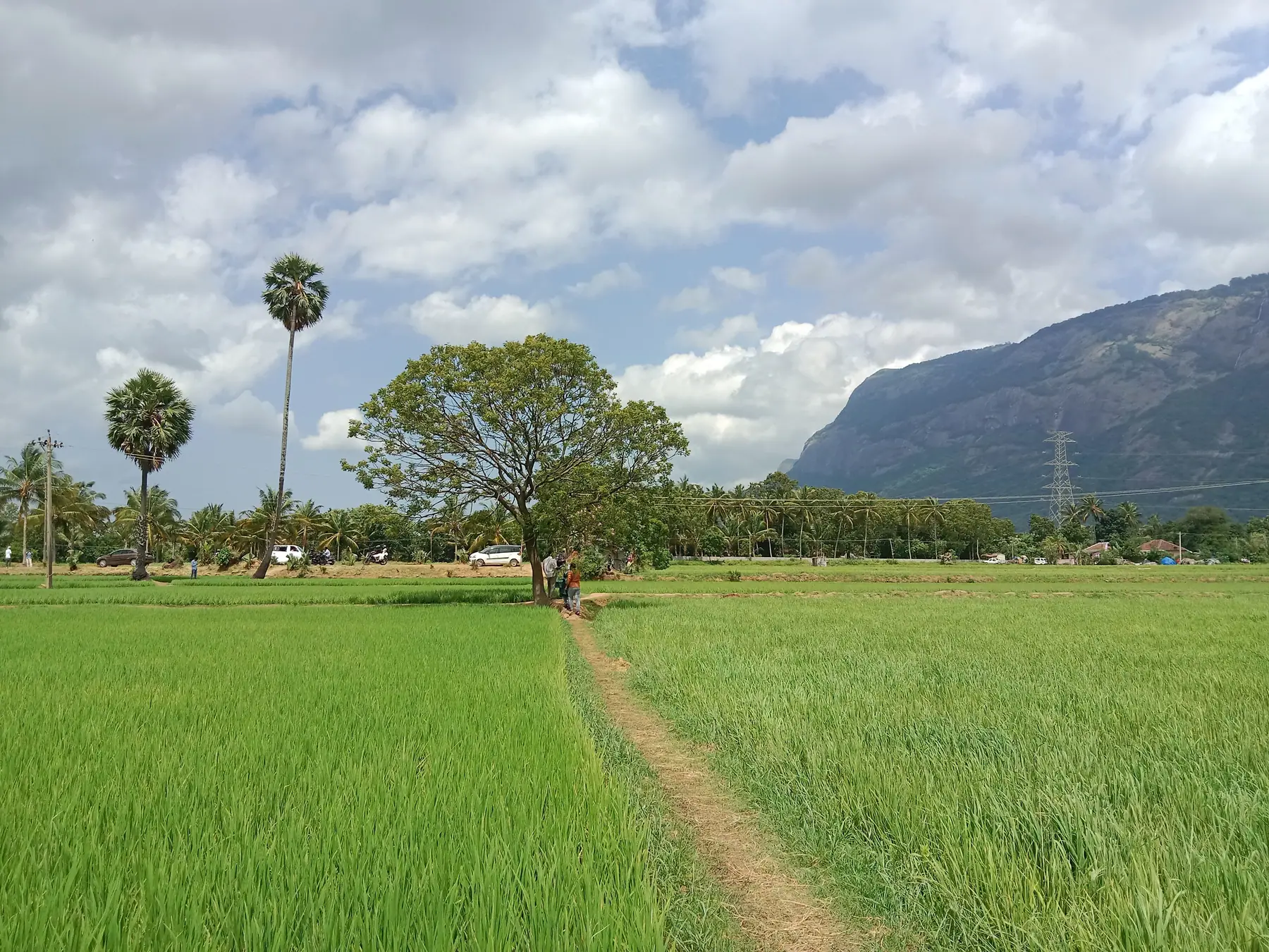 Paddy fields under the hills at Kollengode, Palakkad